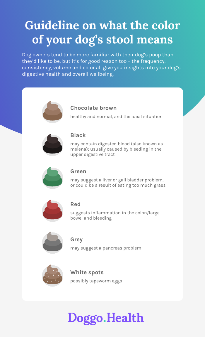 What different colored poop tells you about your dog’s health - Doggo ...