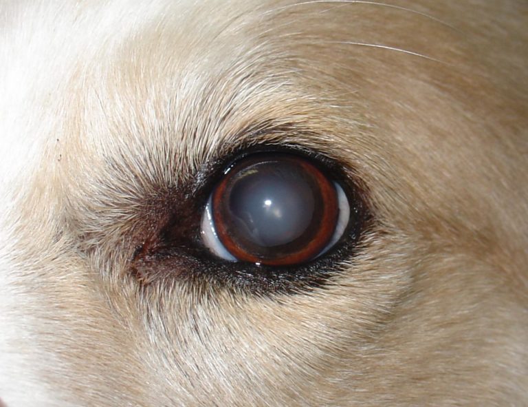 what happens when a dog scratches his eye